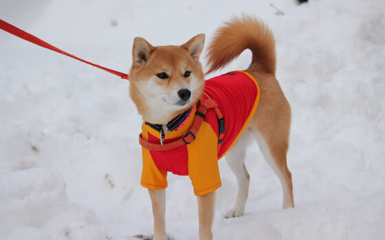 CBA球员社交平台内容影响力提升打造多元个人品牌形象,cba球员信息白皮书